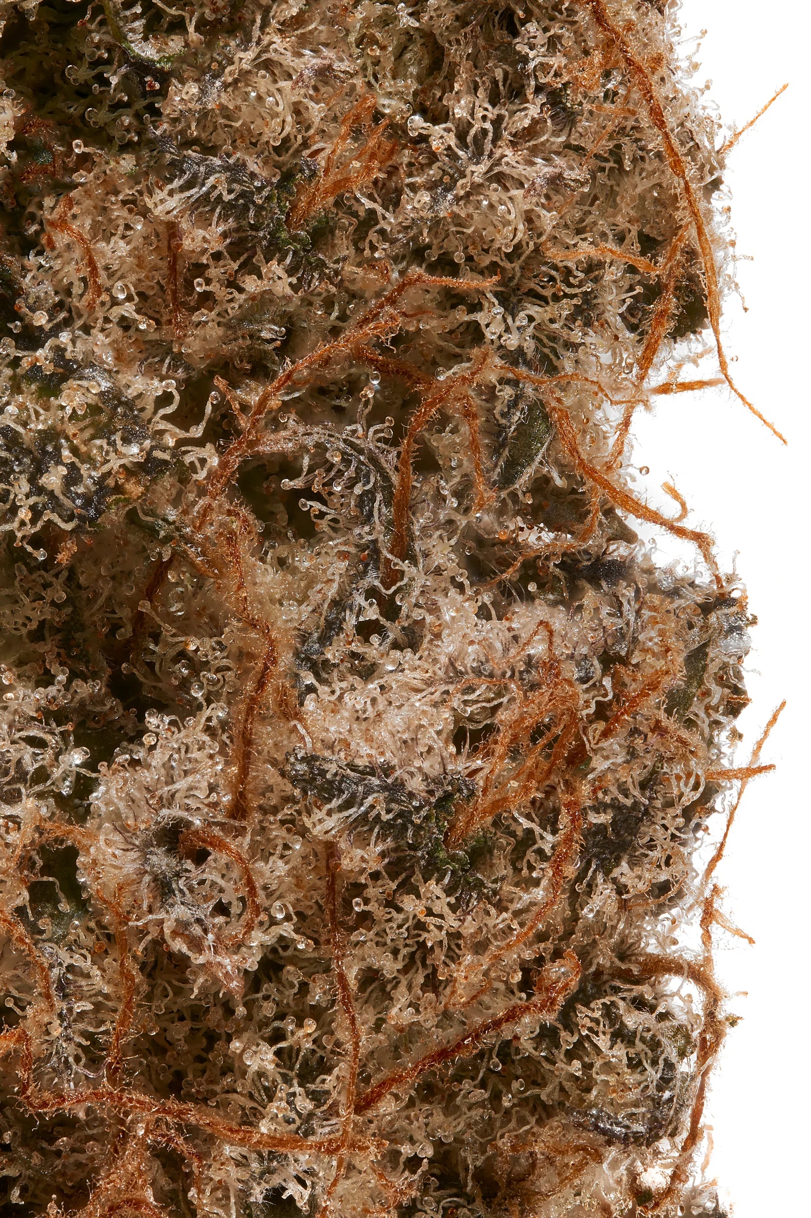 Gorilla Cake CBD [Nuevo ingreso]